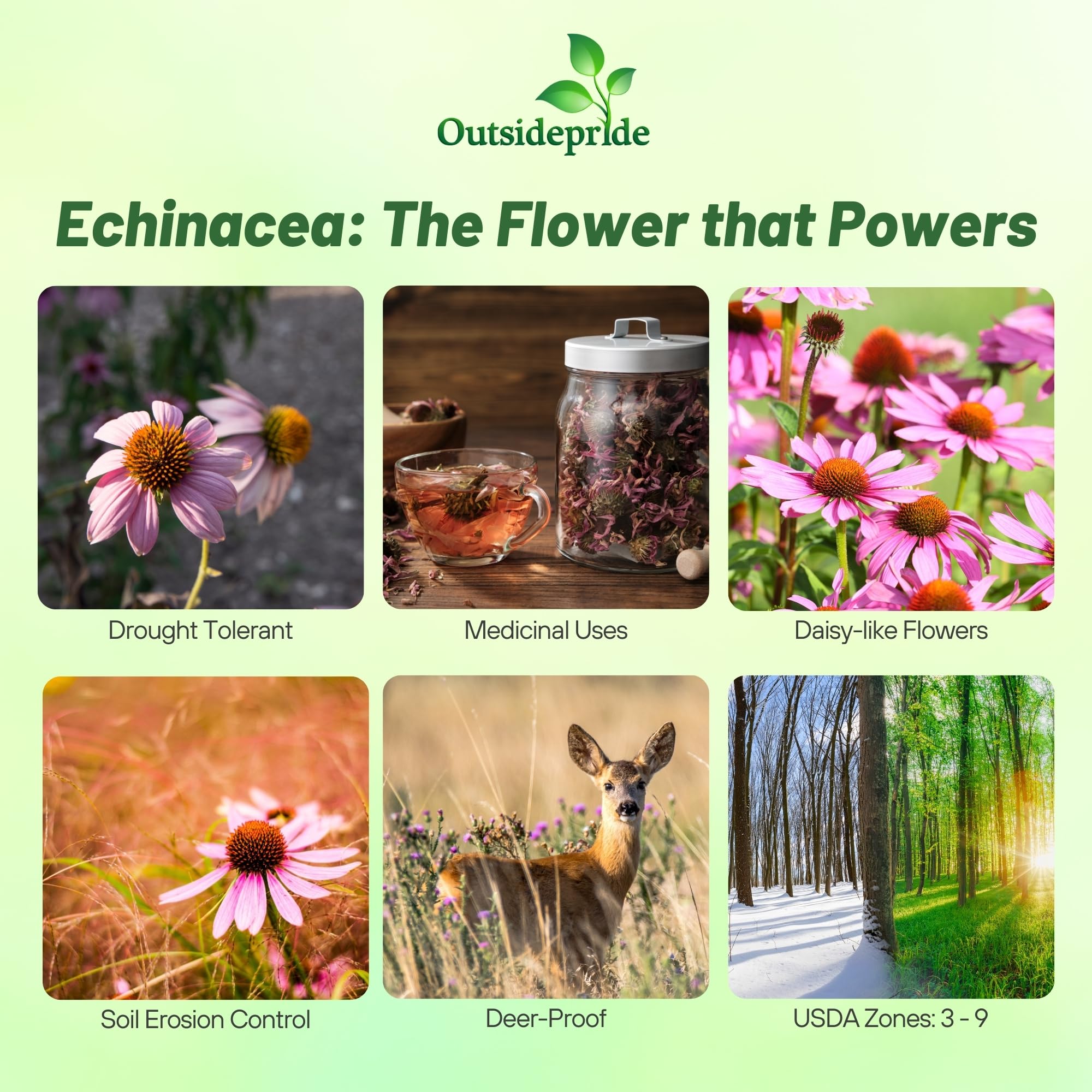 Outsidepride deer-resistant coneflower seeds deter grazing in sunny gardens