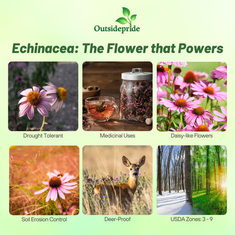 Outsidepride deer-resistant coneflower seeds deter grazing in sunny gardens