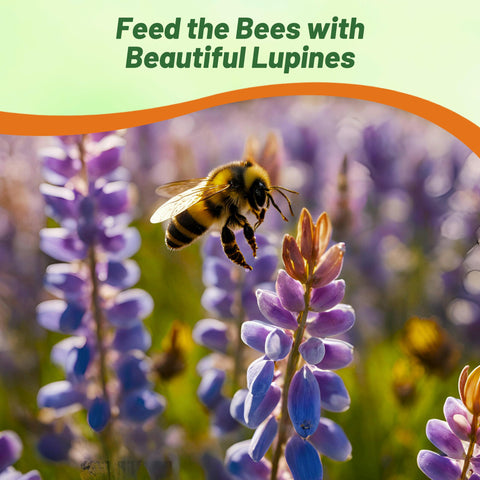 Outsidepride deer-resistant lupine helps reduce browsing in sunny borders.