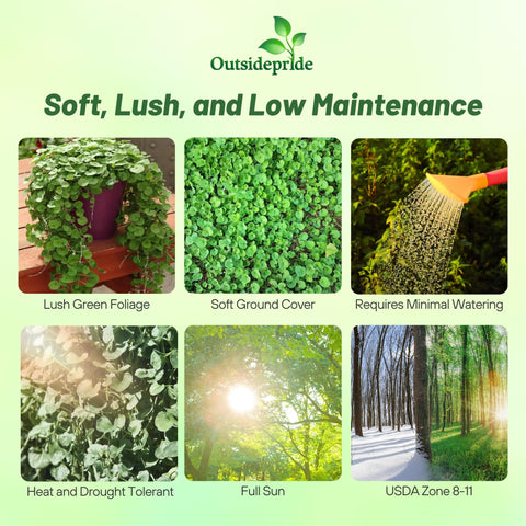 Outsidepride Dichondra Emerald Falls cascades along a garden border