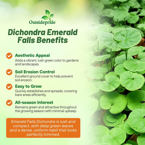 Outsidepride Dichondra Emerald Falls in a container display with trailing growth