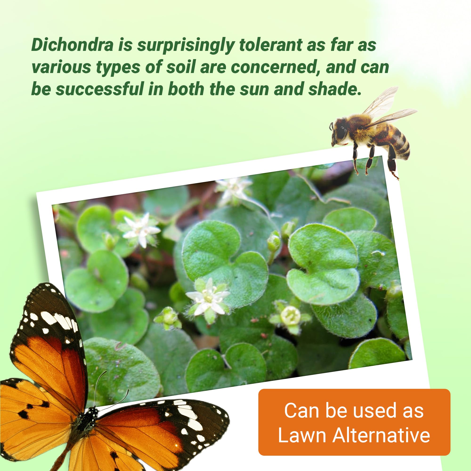 Outsidepride Dichondra Repens works well in containers, offering lush spillover for pots and baskets.