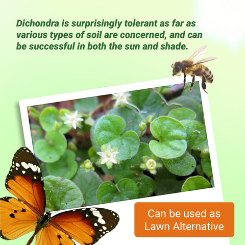Outsidepride Dichondra Repens works well in containers, offering lush spillover for pots and baskets.