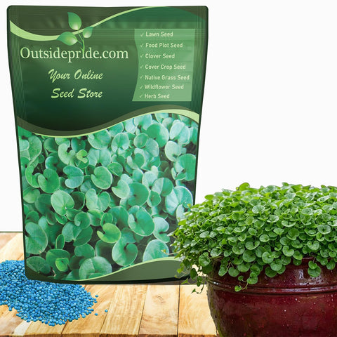 Outsidepride Dichondra Repens forms a dense green ground cover, ideal for a lawn alternative and erosion control.