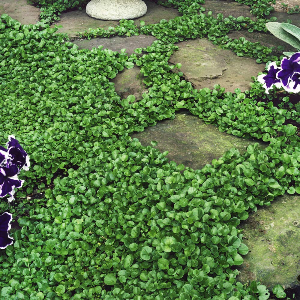 Outsidepride Dichondra Repens can be mowed to 1.5-2 inches in summer