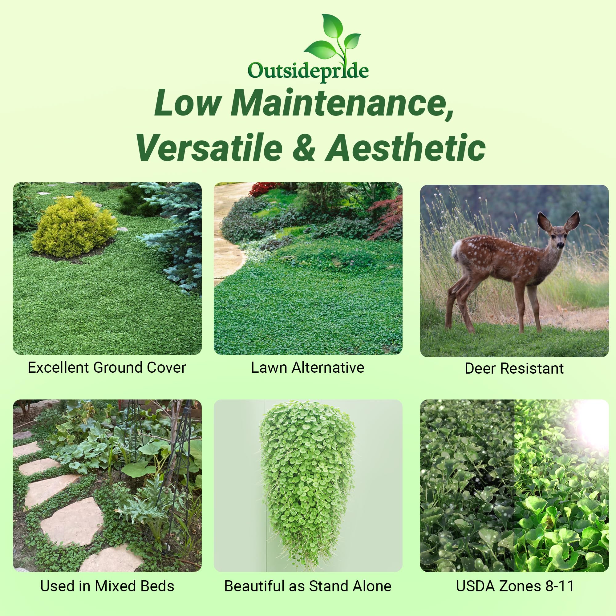 Outsidepride Dichondra Repens lawn-alternative for sunny or shady areas with year-round color.