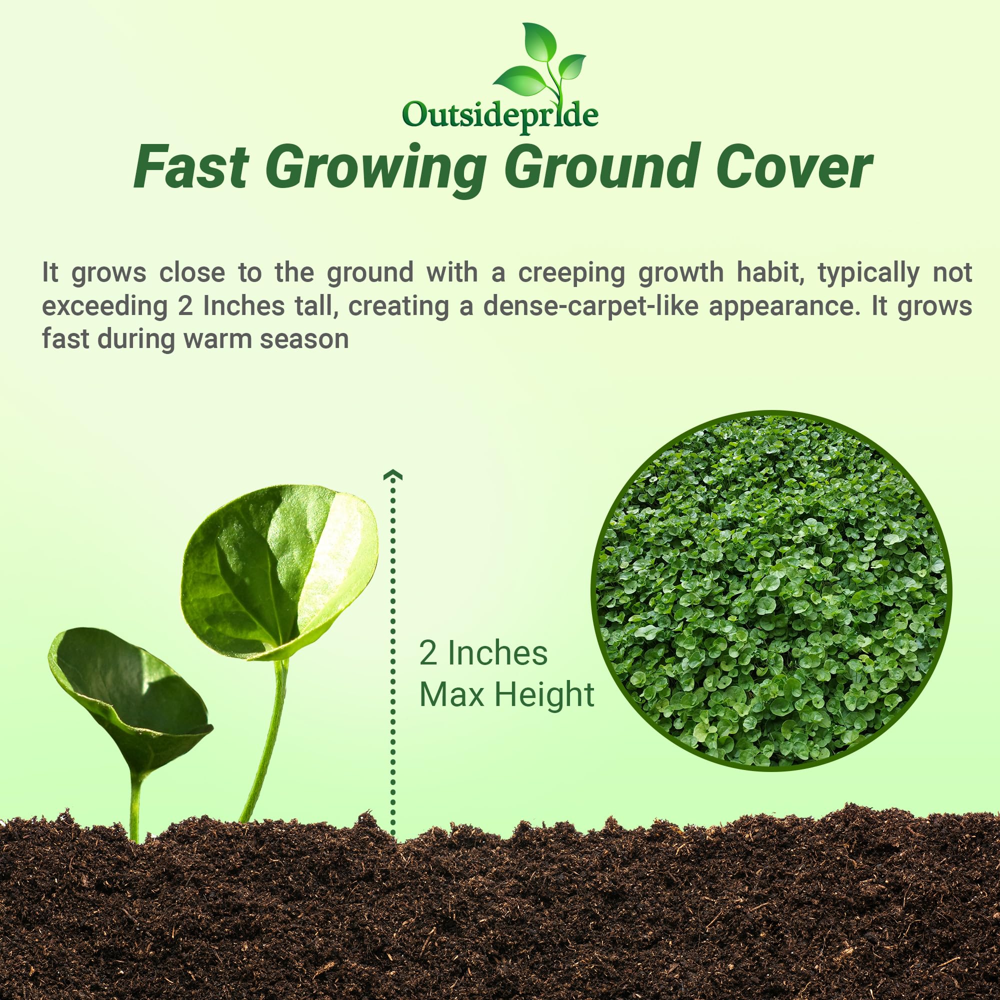 Outsidepride Dichondra Repens thrives in shade, creating a soft walkable carpet.