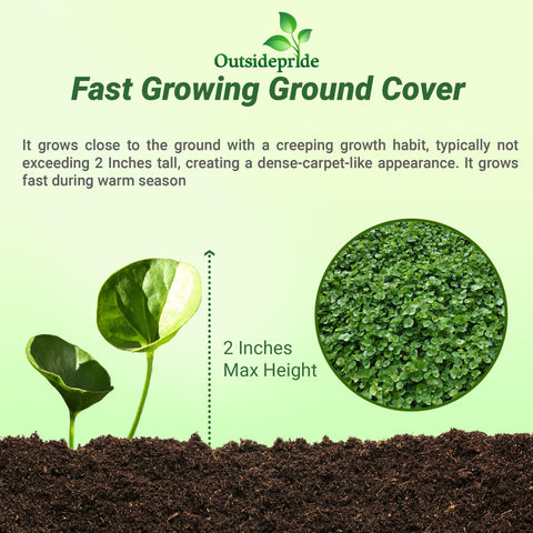 Outsidepride Dichondra Repens thrives in shade, creating a soft walkable carpet.