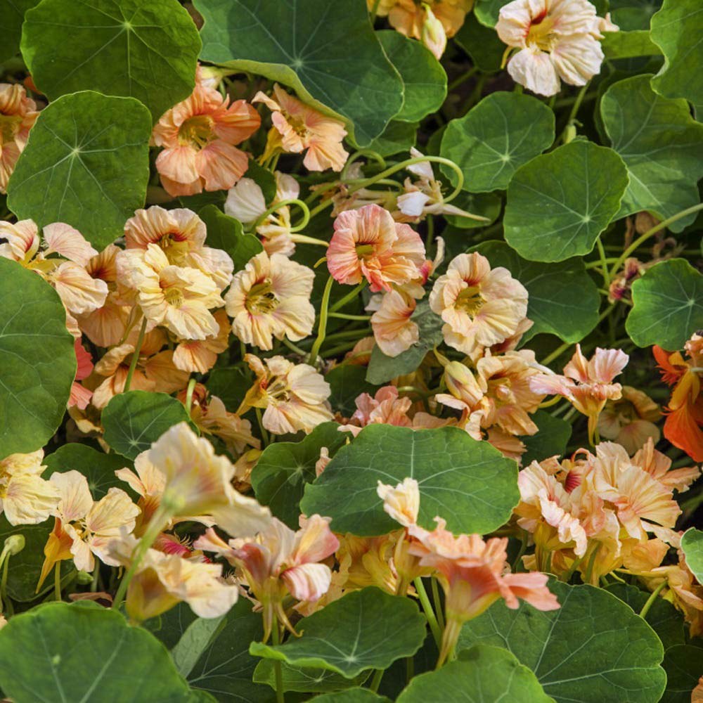 Outsidepride Double Gleam nasturtium container garden with edible blooms