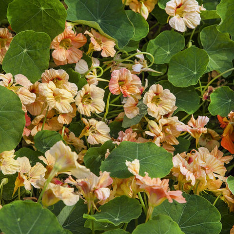 Outsidepride Double Gleam nasturtium container garden with edible blooms