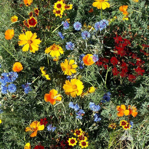 Outsidepride drought-tolerant, deer-proof mix supports sustainable landscaping.