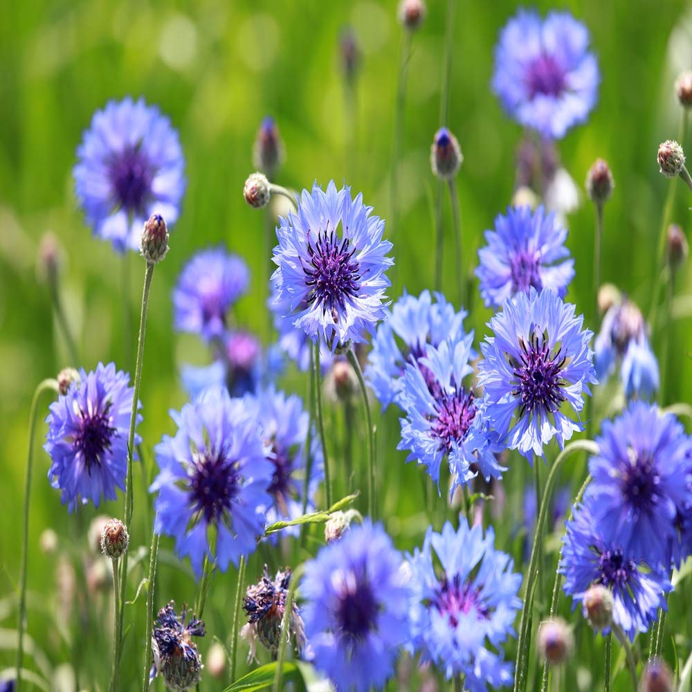 Outsidepride drought-tolerant blue cornflowers thriving in dry gardens.