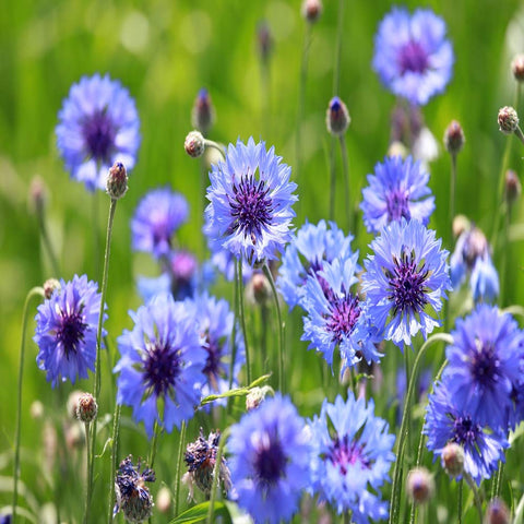 Outsidepride drought-tolerant blue cornflowers thriving in dry gardens.