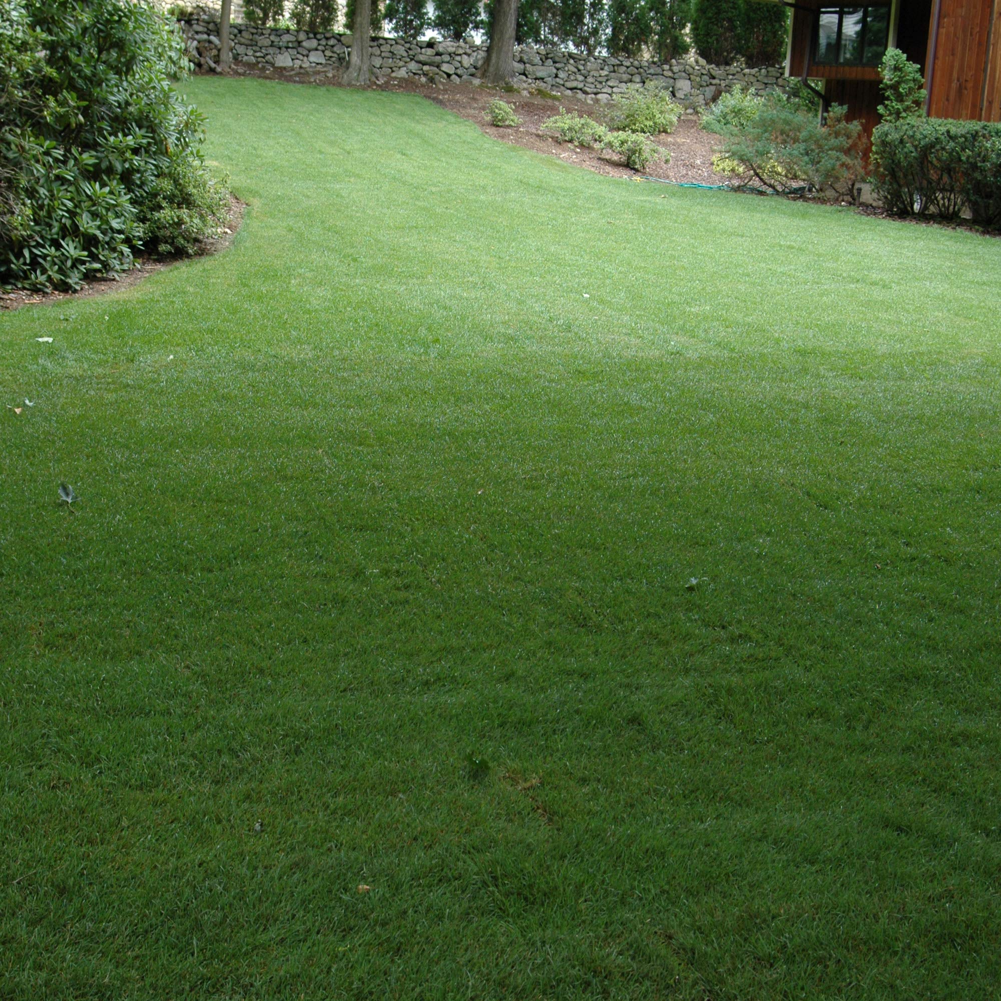Drought-tolerant Outsidepride lawn thriving in hot conditions.