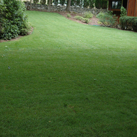 Drought-tolerant Outsidepride lawn thriving in hot conditions.