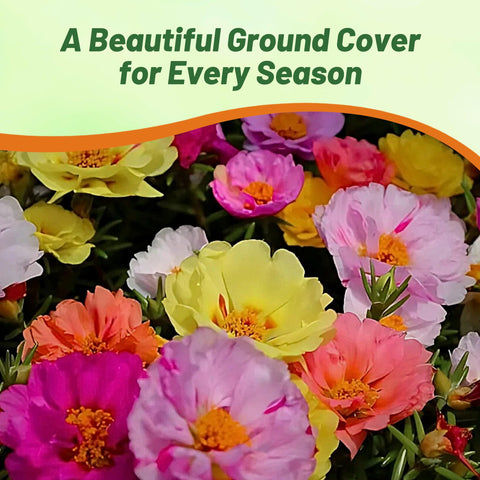 Outsidepride drought-tolerant moss rose ideal for containers