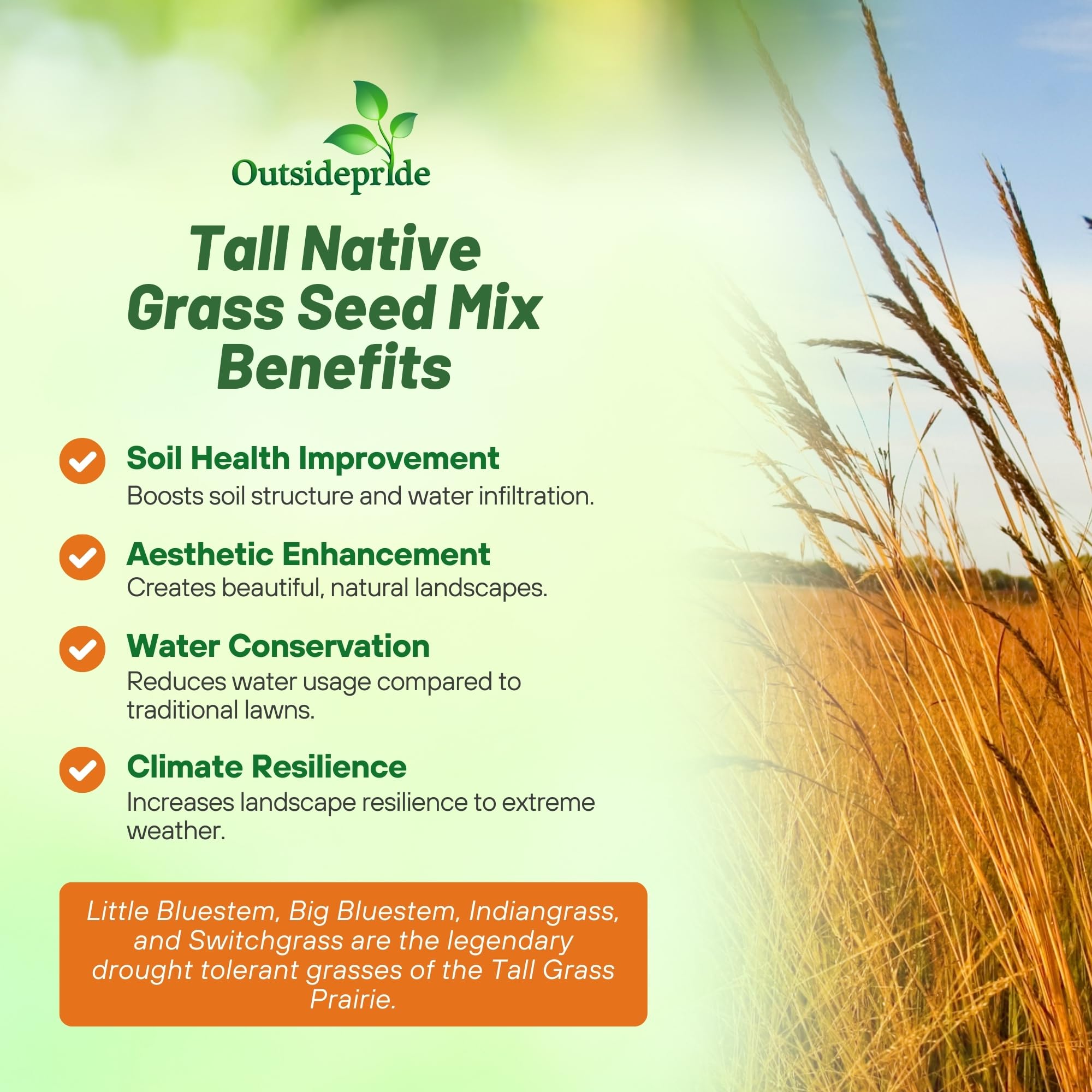 Outsidepride drought-tolerant grass seed mix ideal for low-maintenance lawns.