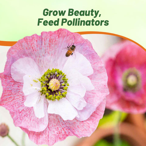 Outsidepride 500 seeds deliver dense coverage across up to 50 square feet.