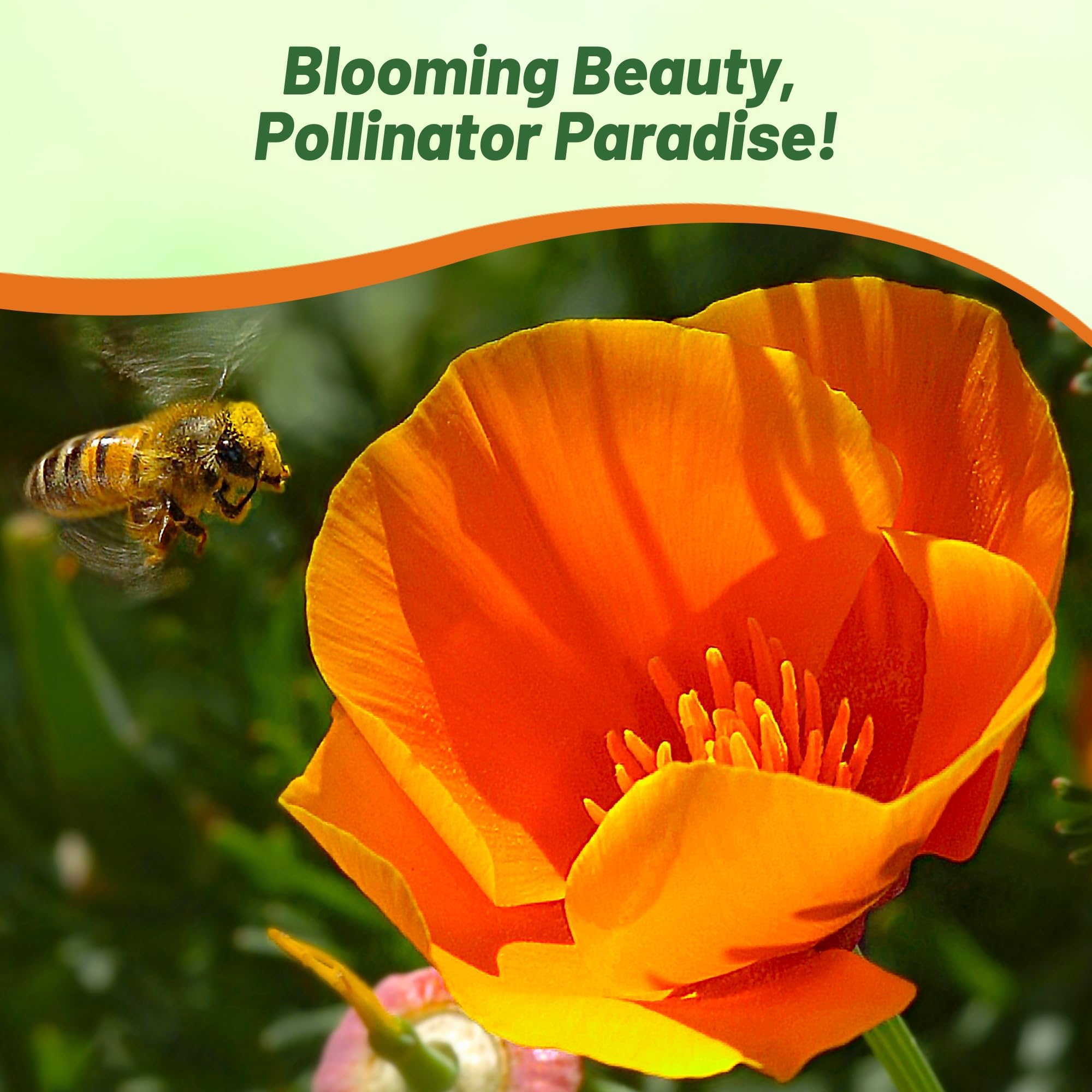 Outsidepride drought-tolerant poppy seeds emphasize low-maintenance year-round color