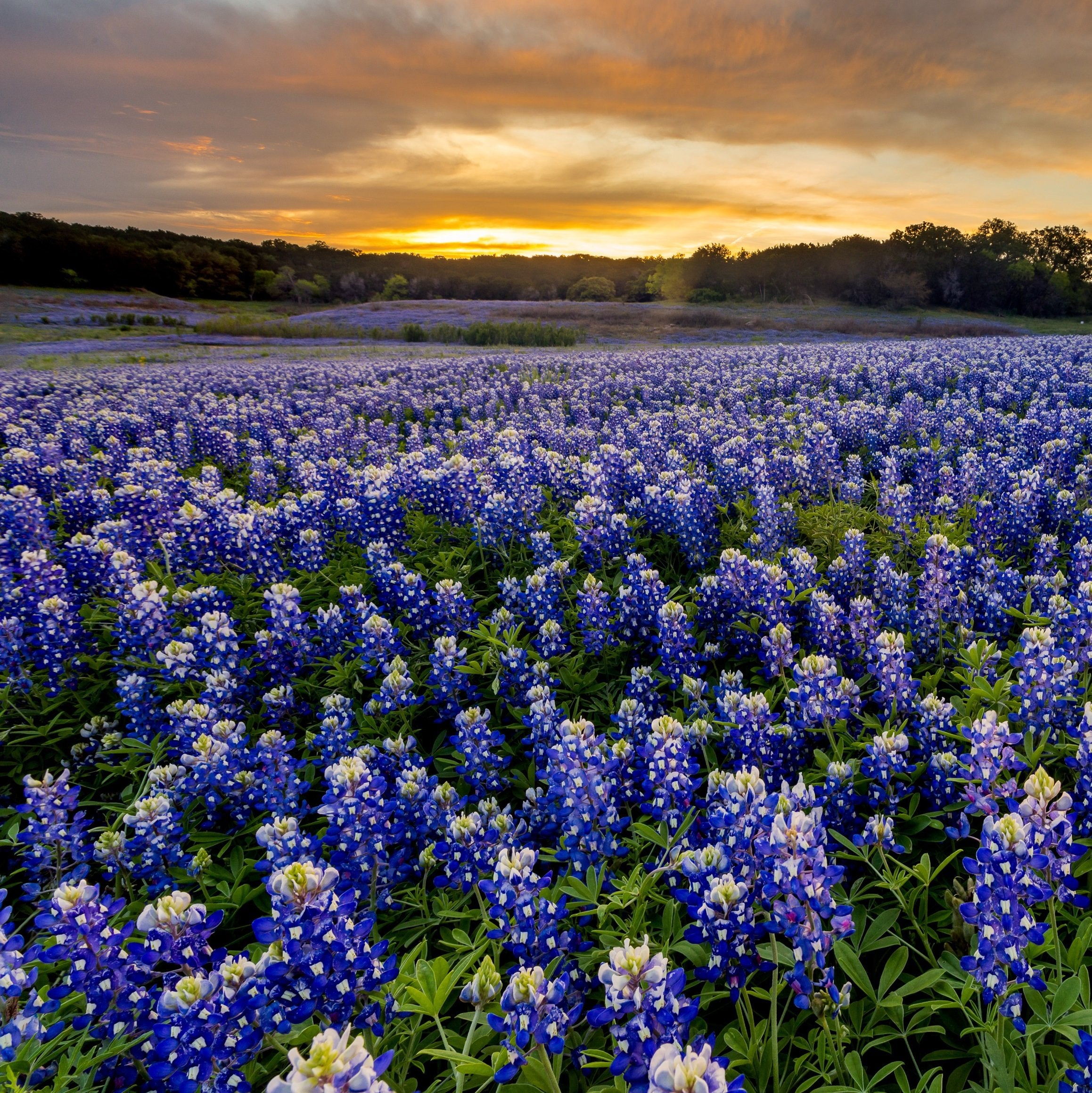 Outsidepride drought-tolerant wildflowers with minimal watering in the landscape