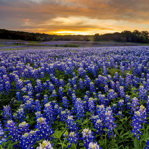 Outsidepride drought-tolerant wildflowers with minimal watering in the landscape