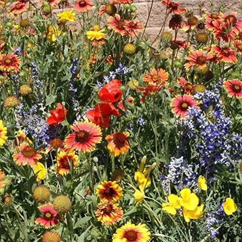 Outsidepride Dryland Wildflower Mix bulk seeds for large landscape planting