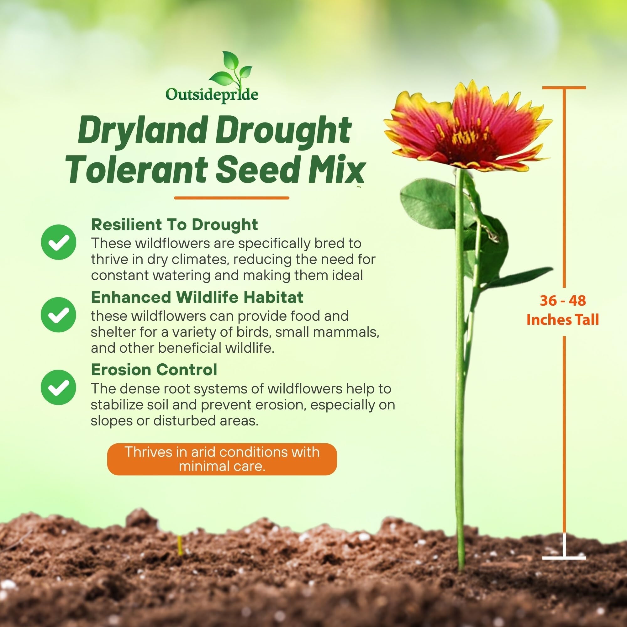 Outsidepride Dryland Wildflower Mix tall blooms reaching 36–48 inches in sun