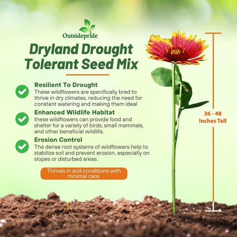 Outsidepride Dryland Wildflower Mix tall blooms reaching 36–48 inches in sun