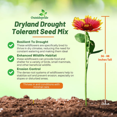 Outsidepride Dryland Wildflower Seed Mix thrives with low irrigation in xeriscapes.