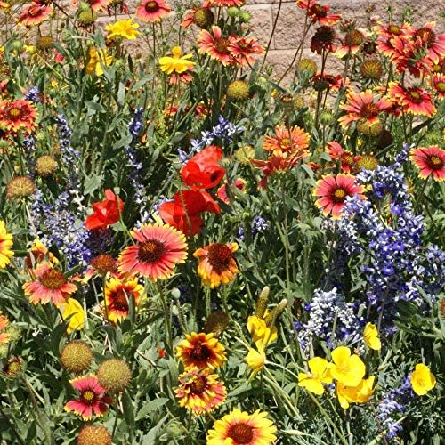 Outsidepride Dryland Wildflower Seed Mix grows 36 to 48 inches tall.