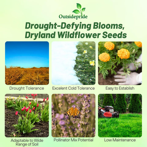 Outsidepride Dryland Wildflower Seed Mix attracts pollinators, boosting garden biodiversity.