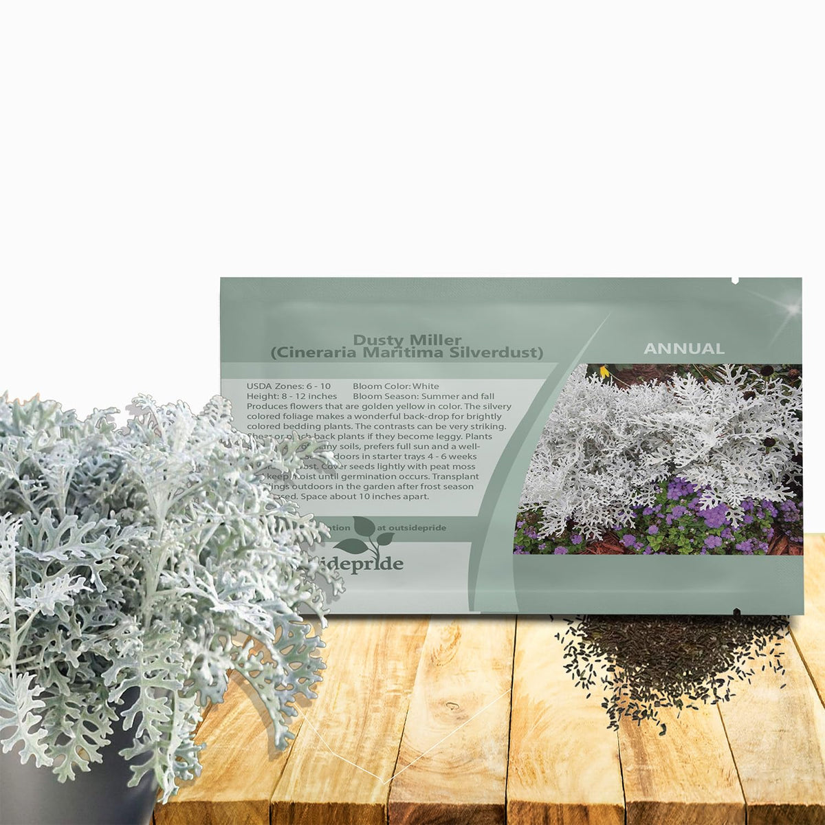 Outsidepride Dusty Miller with silvery foliage and yellow blooms for border edging