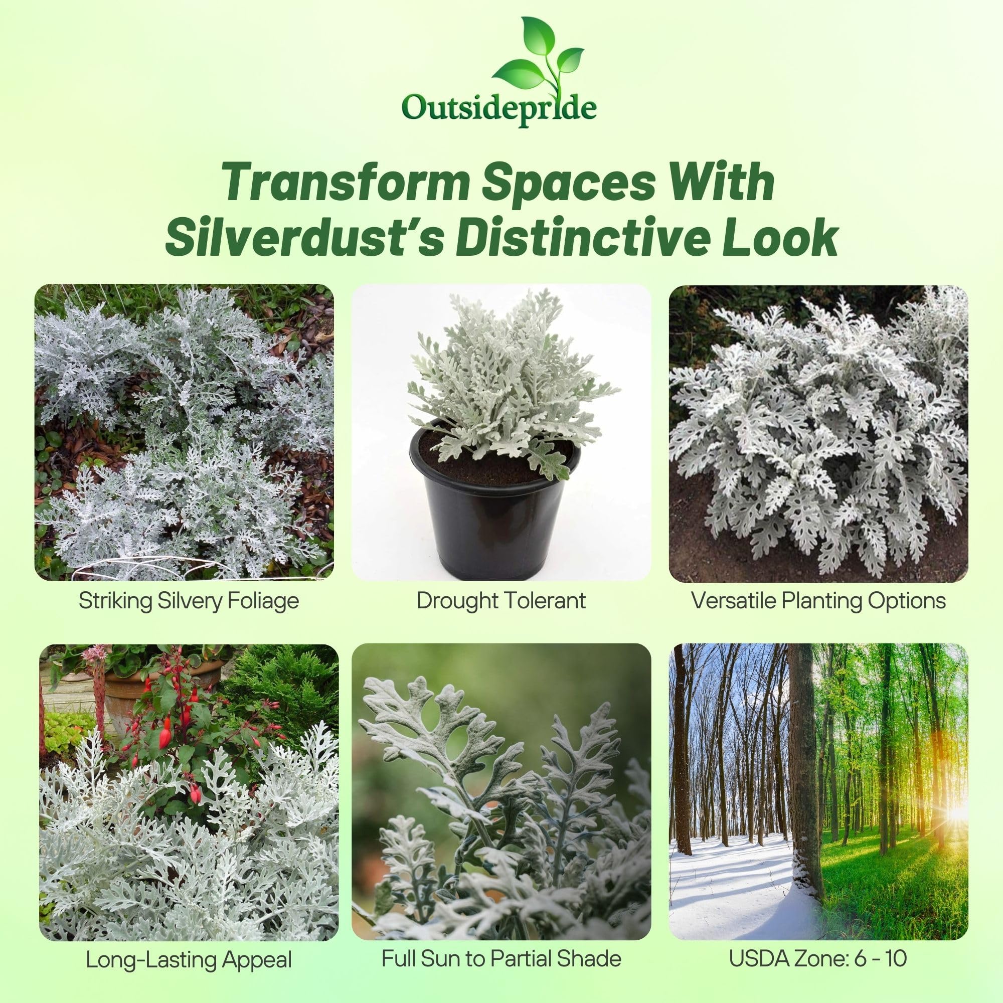 Outsidepride Dusty Miller plants with silvery leaves and bright yellow flowers along a border