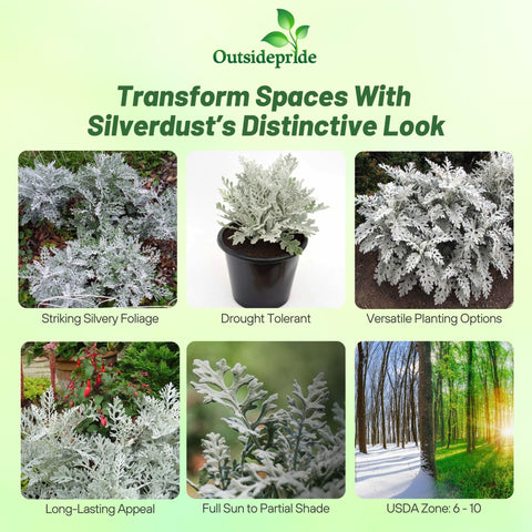 Outsidepride Dusty Miller plants with silvery leaves and bright yellow flowers along a border