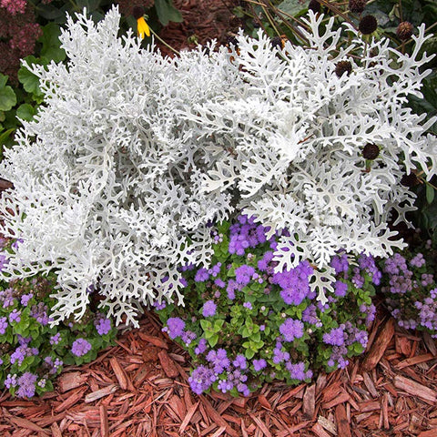 Dusty Miller germination and young growth in garden bed