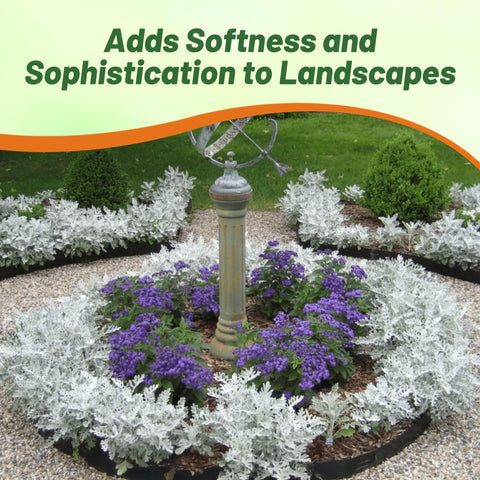 Border planting with Outsidepride Dusty Miller for soft, silvery contrast