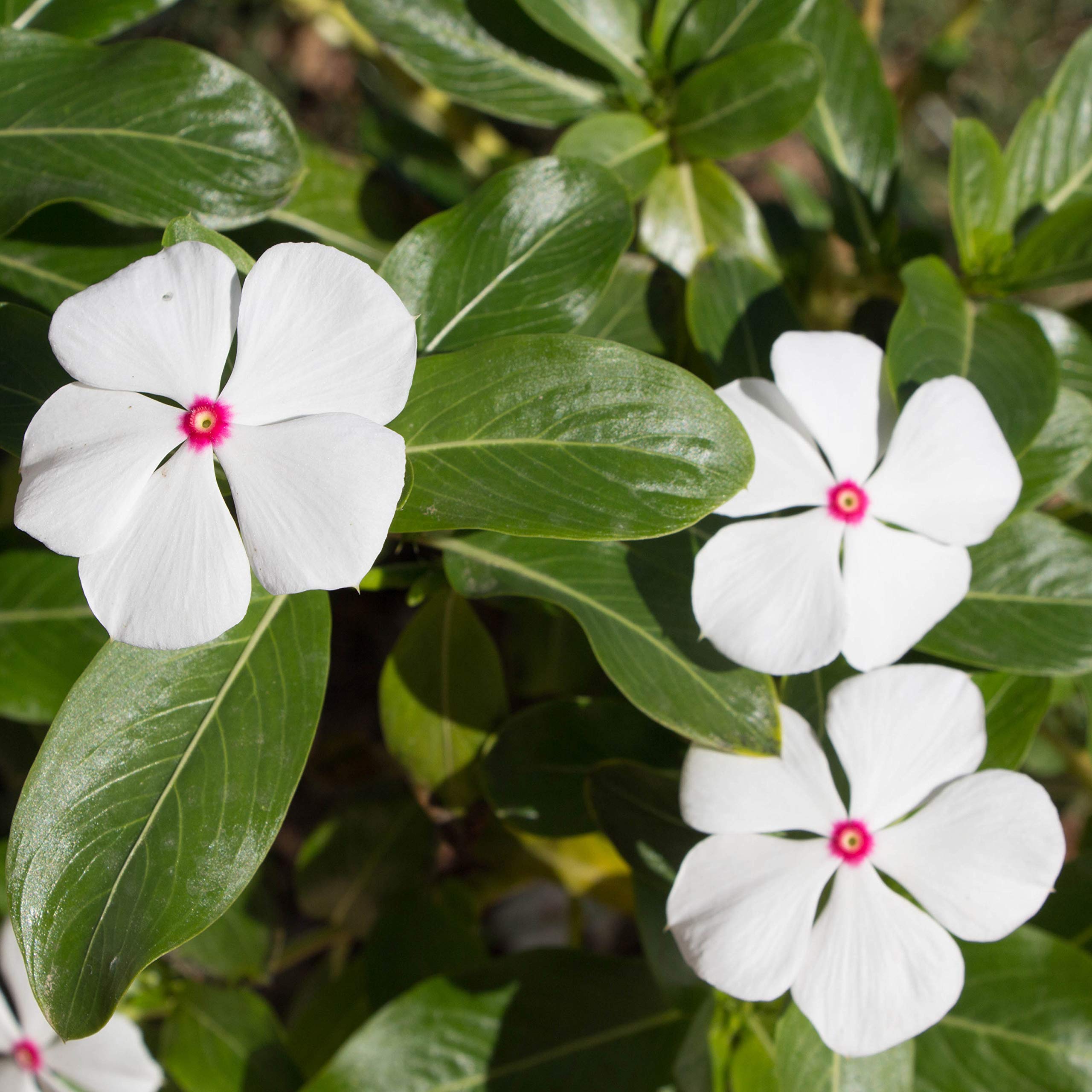 Outsidepride early-bloom vinca seeds bring color from late spring through summer.