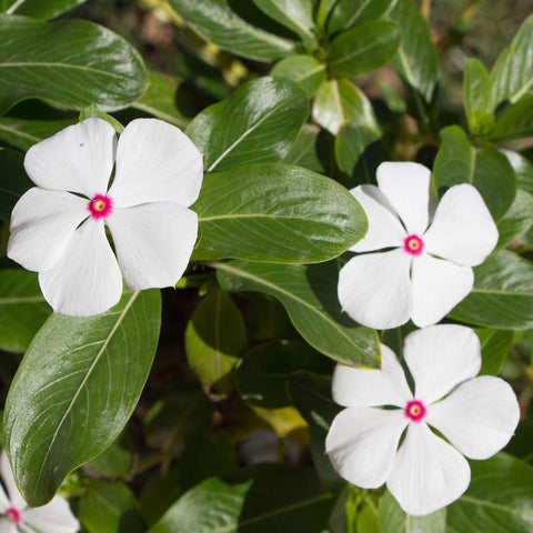 Outsidepride early-bloom vinca seeds bring color from late spring through summer.
