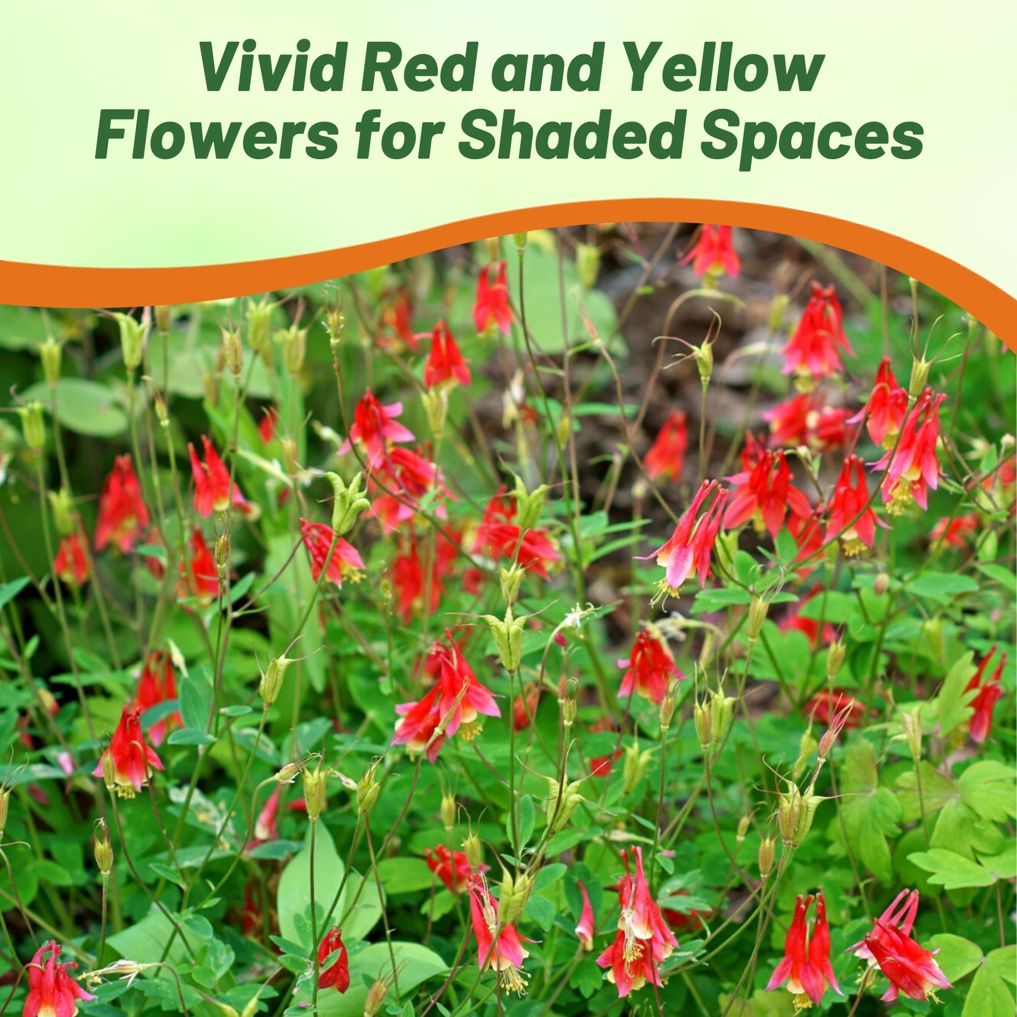 Outsidepride Eastern Red Columbine seeds cut flower idea closeup for arrangements