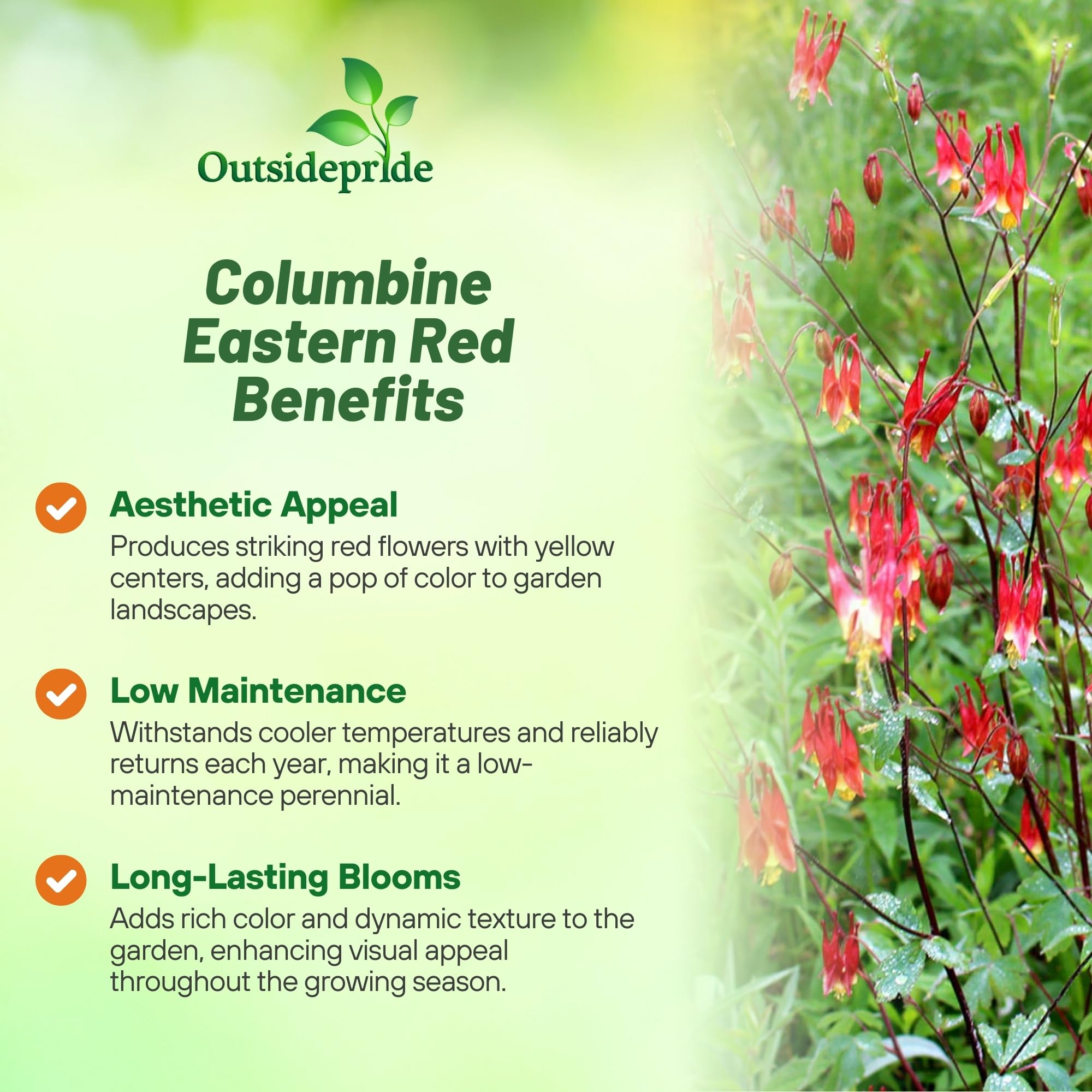 Outsidepride Eastern Red Columbine seeds first bloom closeup showcases vibrant red and yellow flowers