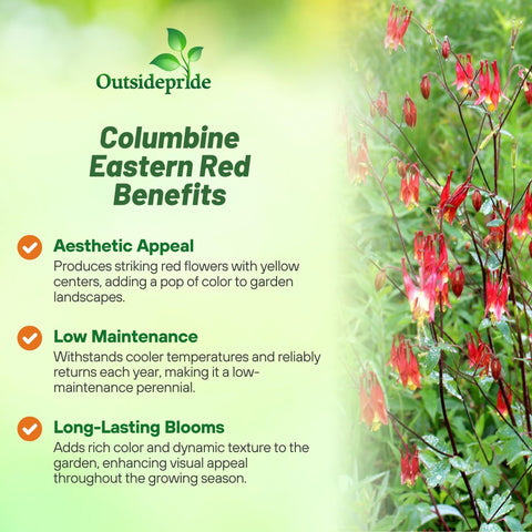 Outsidepride Eastern Red Columbine seeds first bloom closeup showcases vibrant red and yellow flowers