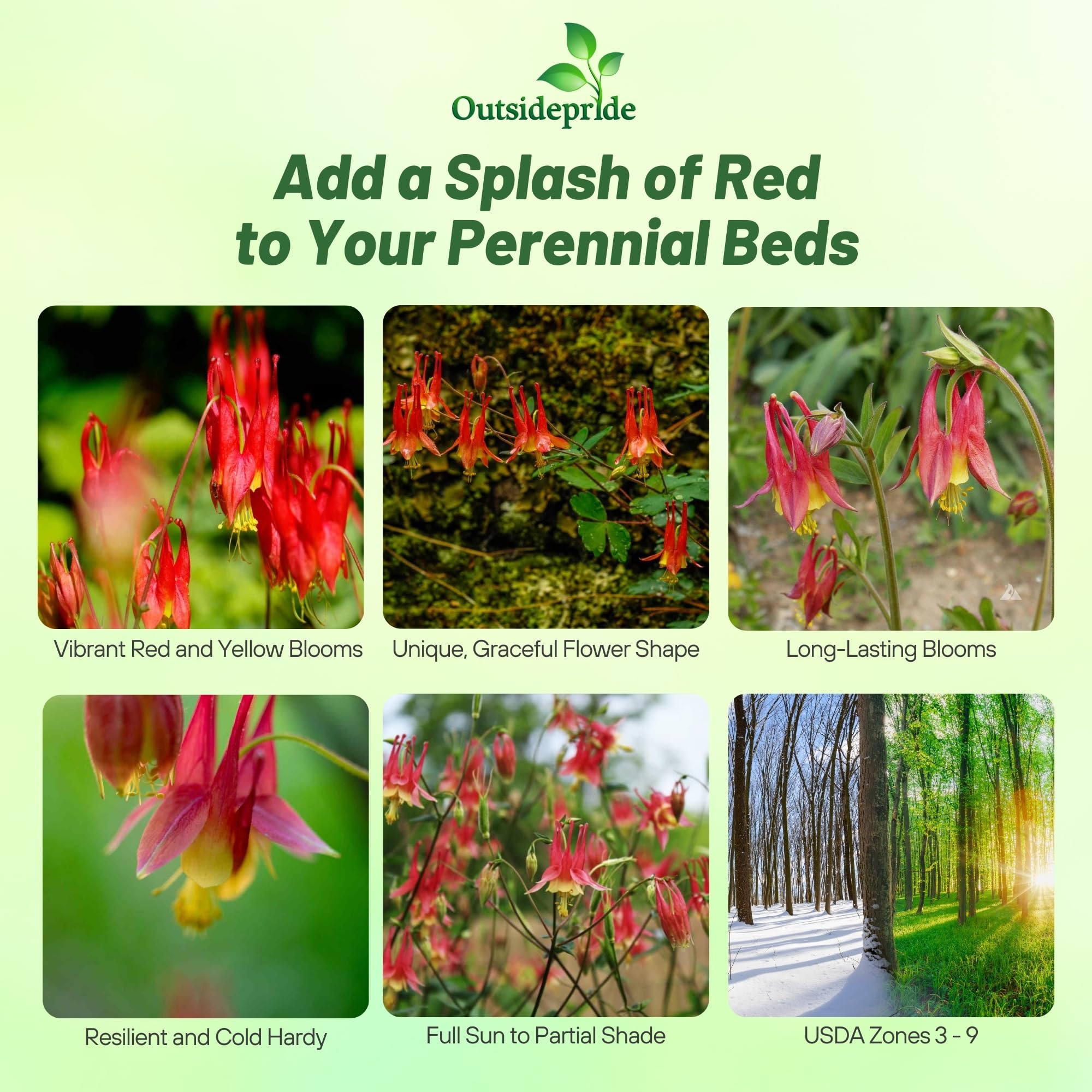 Outsidepride Eastern Red Columbine seeds germination tips closeup helps plan spring blooms