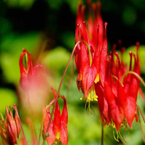 Outsidepride Eastern Red Columbine seeds ground cover closeup showing texture and seasonal color