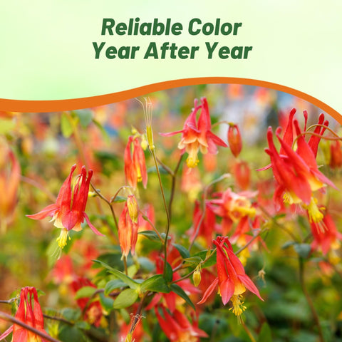 Outsidepride Eastern Red Columbine seeds pollinator-friendly setup closeup attracts bees