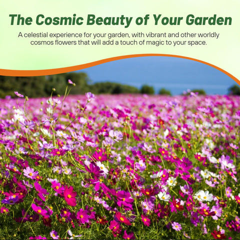 Outsidepride Sensation Mix provides cut flower potential with long-lasting blooms