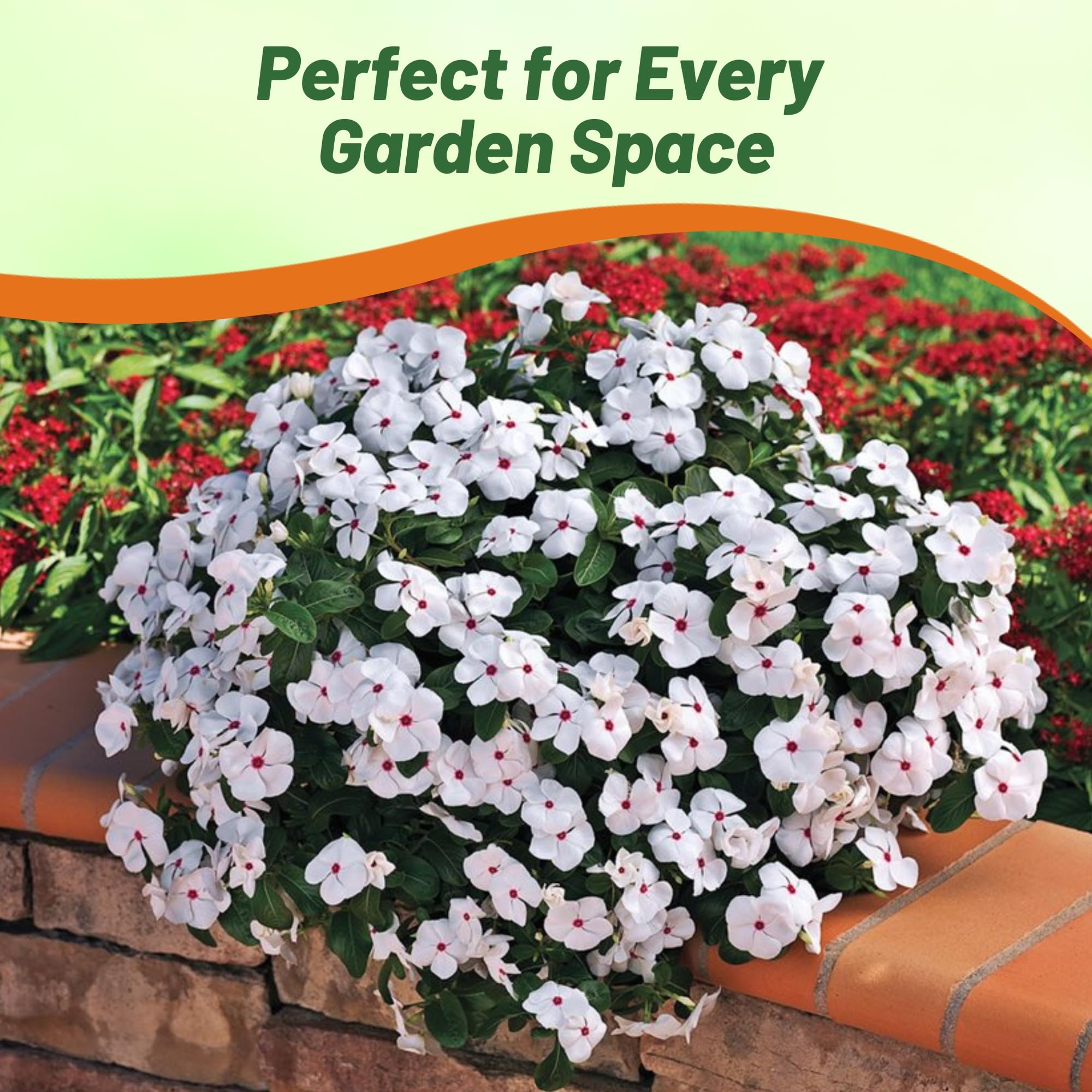 Outsidepride easy-to-grow vinca seeds suitable for beginners and seasoned gardeners.