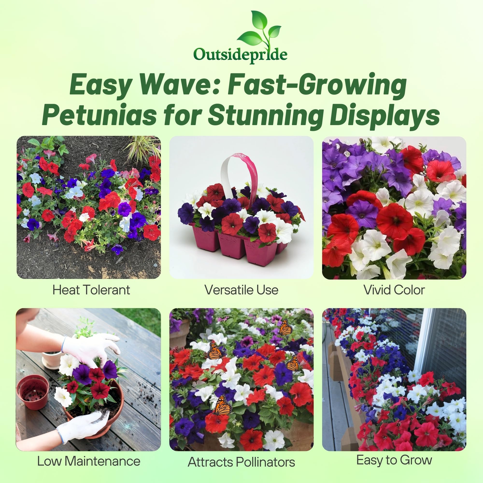Outsidepride Easy Wave Petunia blooms close-up with red, white, blue petals