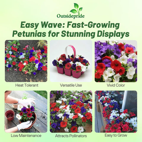 Outsidepride Easy Wave Petunia blooms close-up with red, white, blue petals