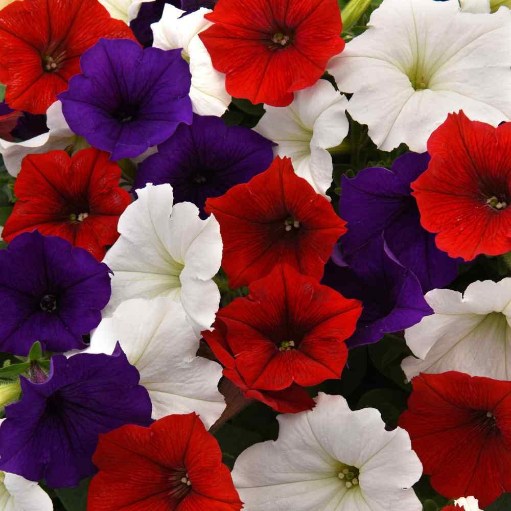 Outsidepride Easy Wave Petunia thriving in zones 3-8 for color