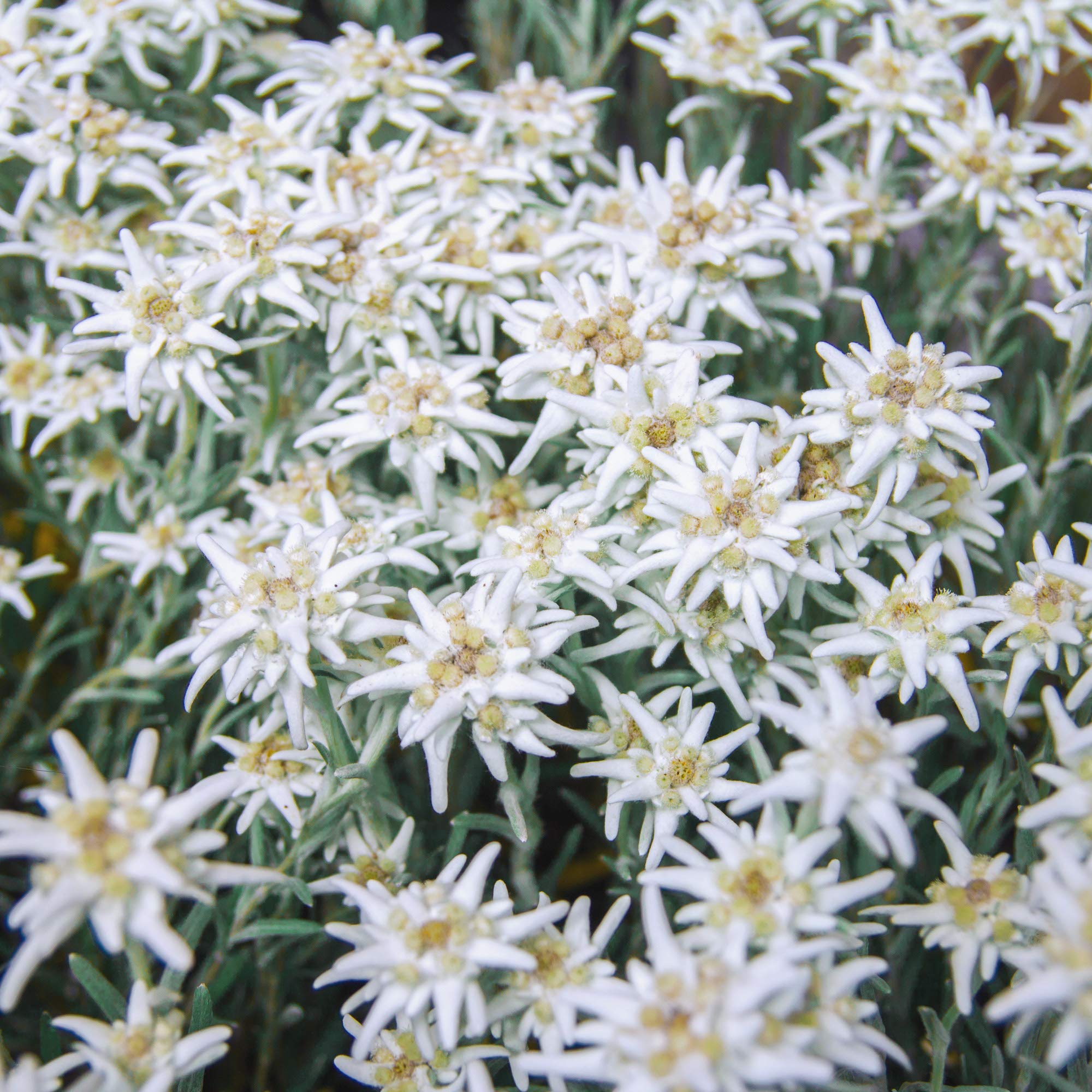 Outsidepride Edelweiss seeds germinate best in gritty well drained soil